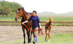 三本木農業高校、馬術部
